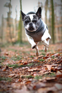 Portrait of dog running