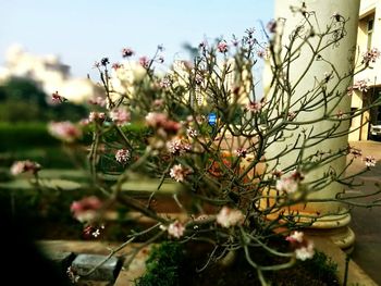 Close-up of pink flowers