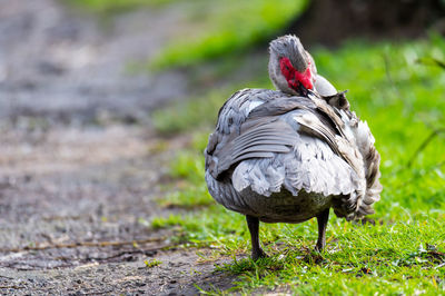 Close-up of a bird