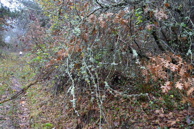 Full frame shot of trees in forest