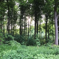 Trees in forest