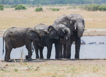 Elephants by river