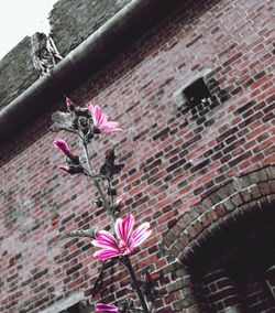 Low angle view of flowers growing on building