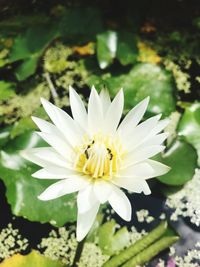 Close-up of white flowering plant