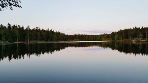 Reflection of trees in calm lake