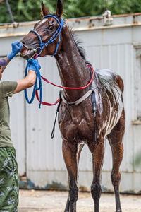 Horse outdoors