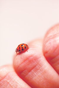 Close-up of cropped hand holding ladybug