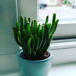 Close-up of succulent plant on window sill