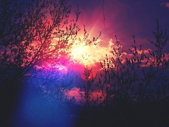 Sun shining through trees