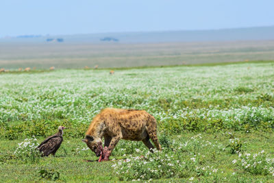 Sheep in a field