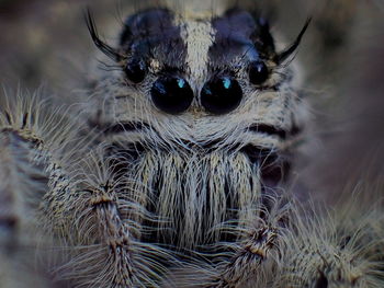 Close-up portrait of spider