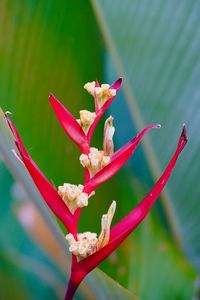 Close-up of pink flowering plant