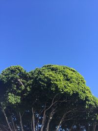 Low angle view of trees against clear blue sky