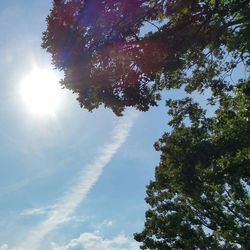 Sun shining through trees