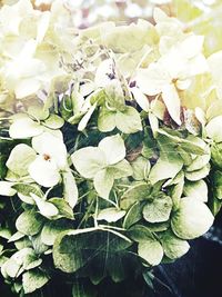 Close-up of flowers