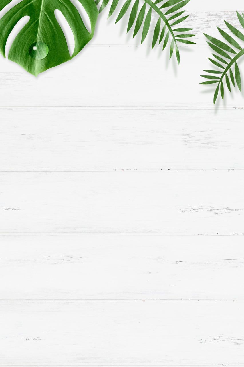 leaf, plant part, plant, green, palm tree, copy space, no people, tree, nature, herb, branch, palm leaf, indoors, wood, backgrounds, food and drink, white, tropical climate, studio shot, close-up, food