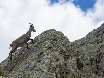 Close-up of an ibex on a rock in the alps