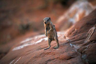 Close-up of meerkat on rock