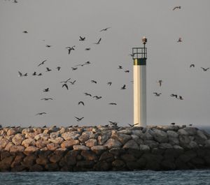 Flock of birds flying at beach against clear sky