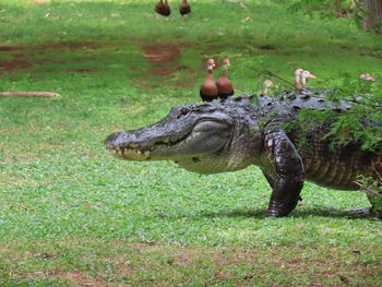 View of ducks on grassy field