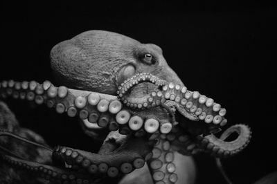 Close-up of octopus against black background