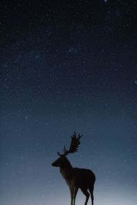 Low angle view of deer on field against sky