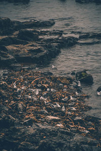 High angle view of sea shore