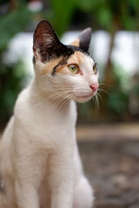 Close-up of a cat looking away