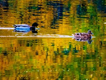 Close-up of bird in lake