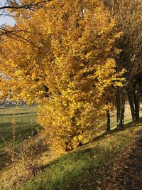 Trees on field during autumn