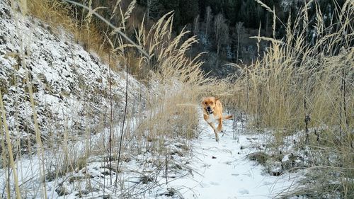 View of dog on snow covered land