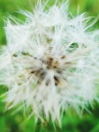 Close-up of dandelion