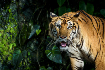 Portrait of tiger in forest