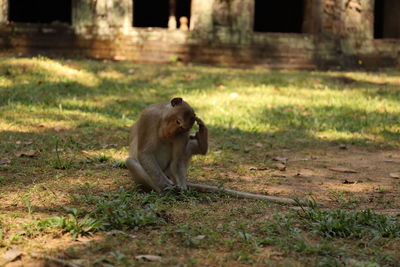 Lion sitting on field