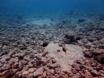 View of fish in sea