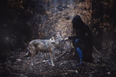 Full length of wolf on field in forest