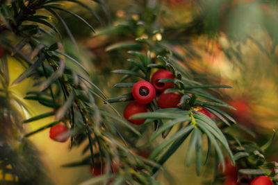 Close-up of red berries on tree