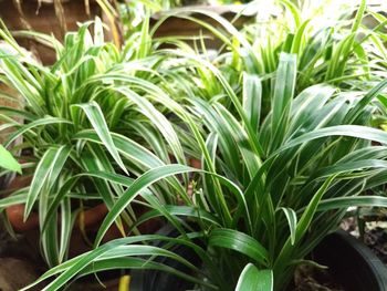 Close-up of fresh green plants on field