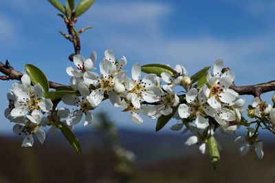 Close-up of cherry blossoms against sky