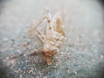 Close-up of spider