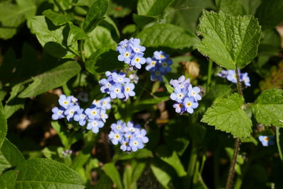 Close-up of purple flowering plants