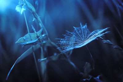 Close-up of blue spider web on plant