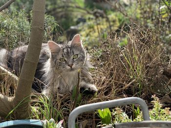 Portrait of a cat on field