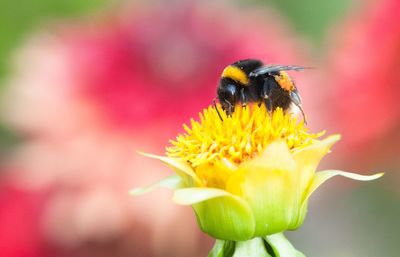 Close-up of bee on flower