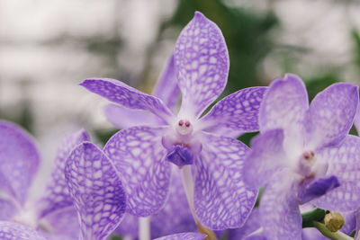 Close-up of purple flowering plant