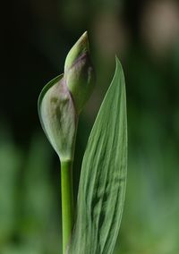 Close-up of plant