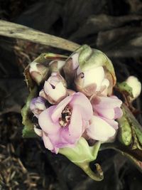 Close-up of pink flowering plant