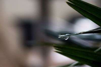 Close-up of drop on plant