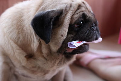 Close-up of dog