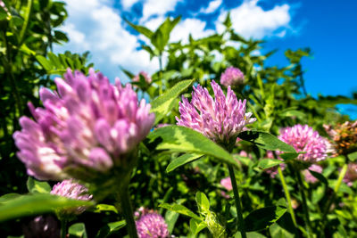 Close-up of pink flowers blooming against sky